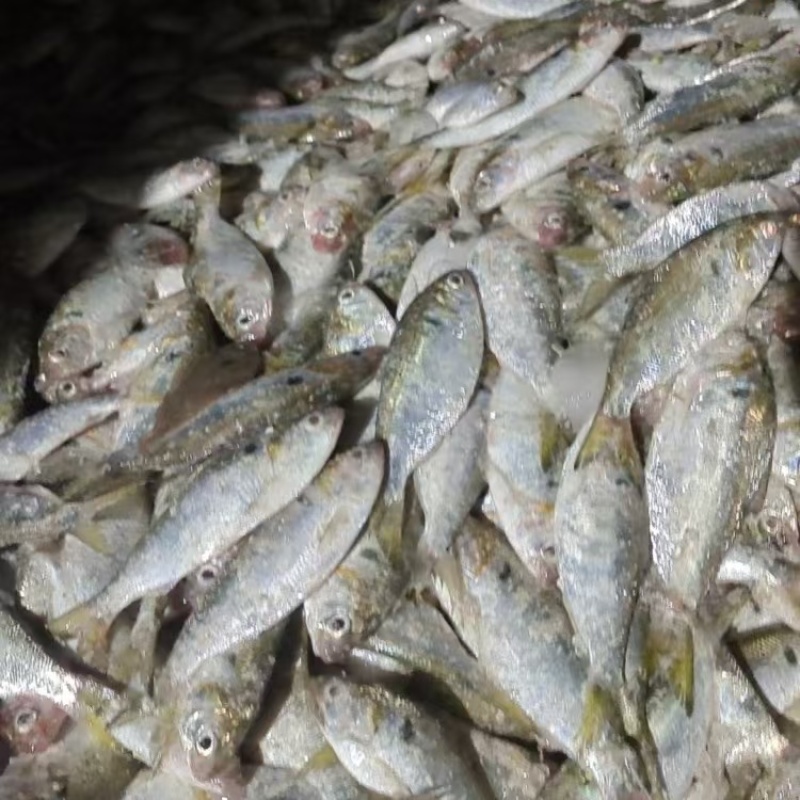 鱼肥鱼饲料