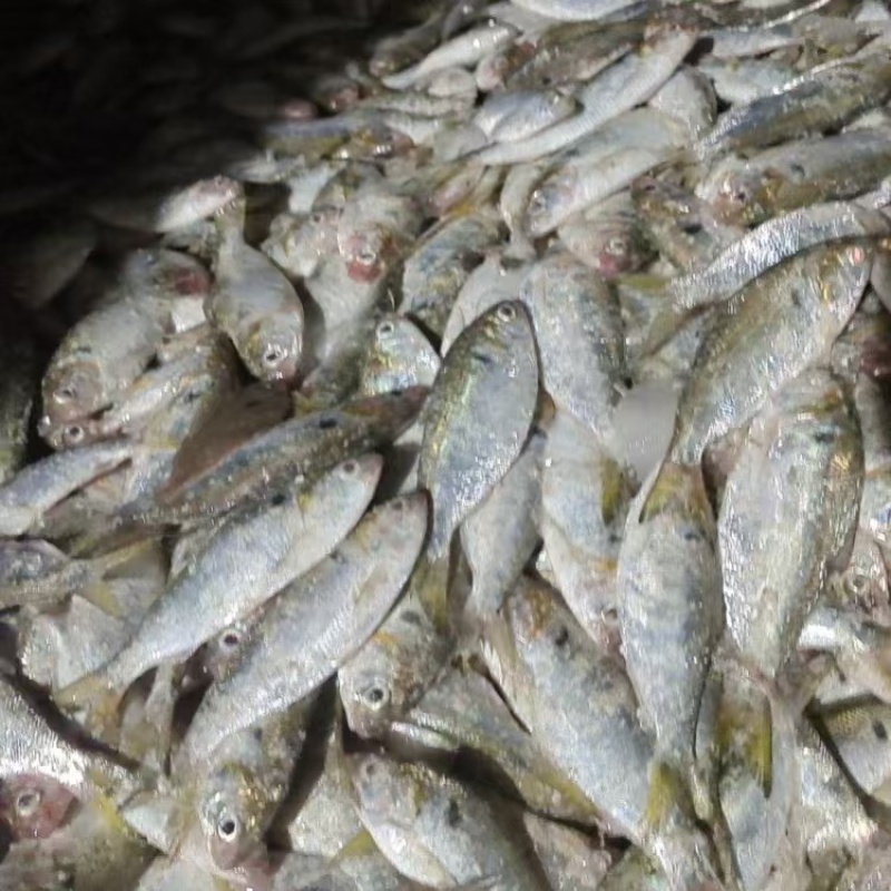 鱼肥鱼饲料