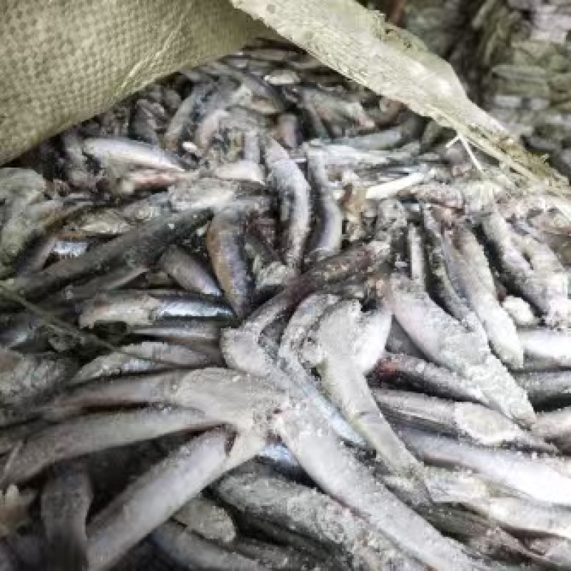鱼肥鱼饲料