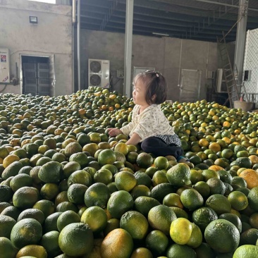 太阳果橙子榨汁果罐头guo