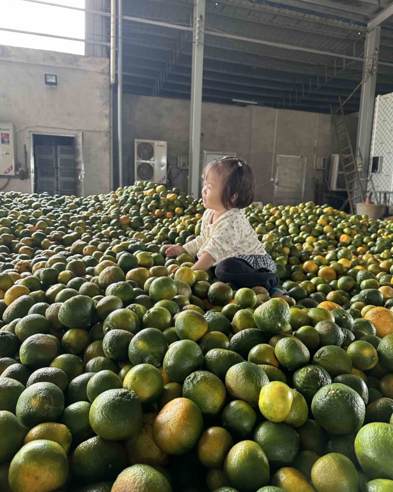 太阳果橙子榨汁果罐头guo