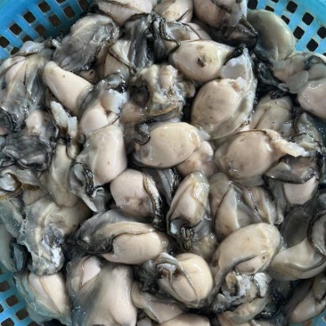 福建宁德霞浦海蛎无泡水***诚信服务