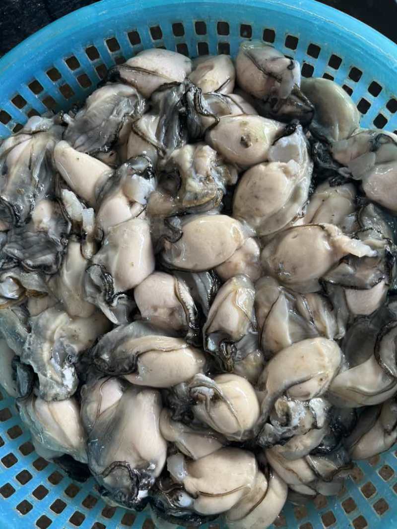福建宁德霞浦海蛎无泡水***诚信服务