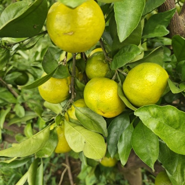 湖南早熟蜜桔