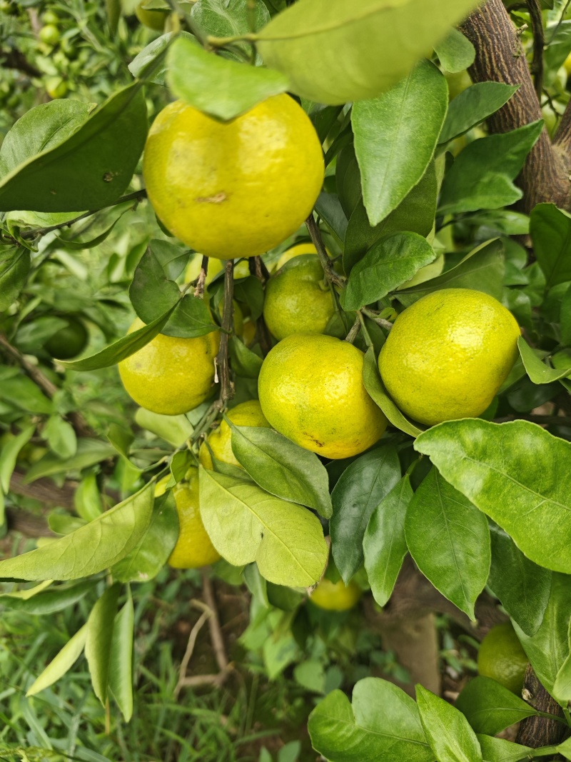湖南早熟蜜桔