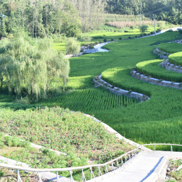 湖北省恩施州建始县红岩寺凉水埠村常规水稻