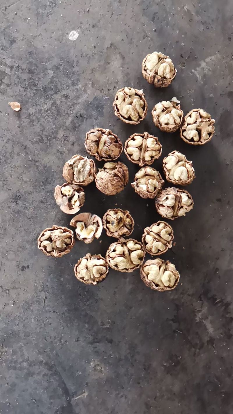 云南薄皮核桃