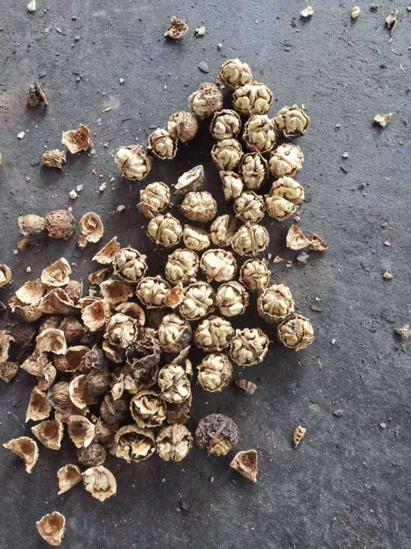 云南薄皮核桃