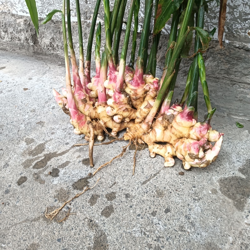 二黄姜