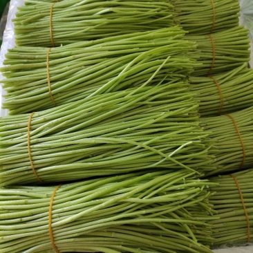 精品藜蒿