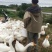 大鹅