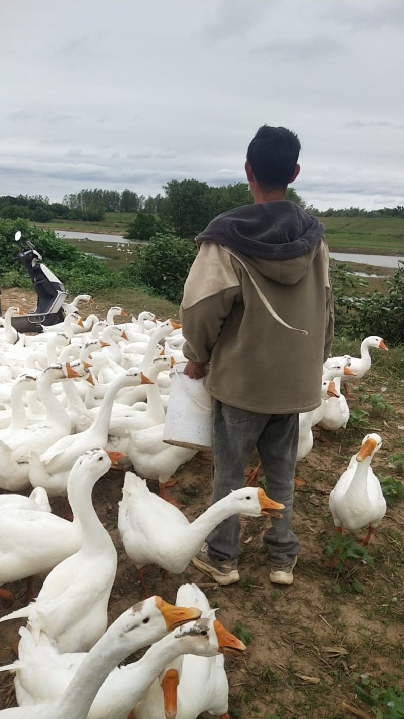 大鹅