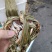 固城湖大闸蟹