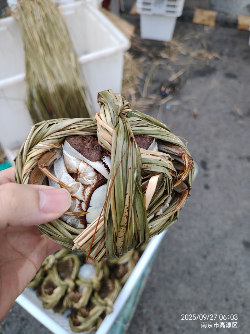 固城湖大闸蟹