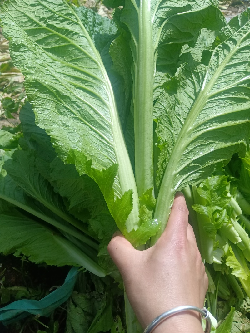 贵州五月青