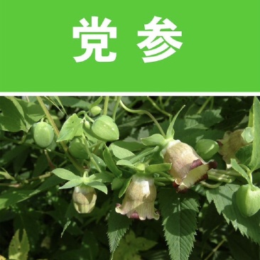 纹党种子．