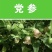 纹党种子．