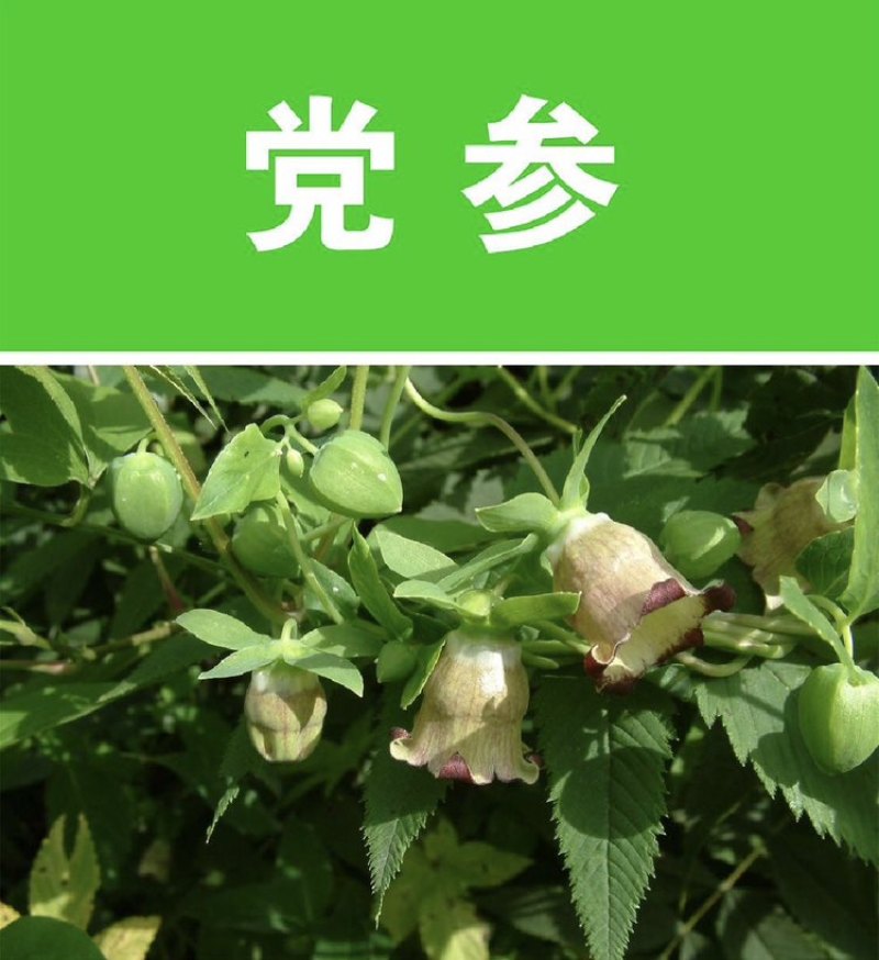 纹党种子．