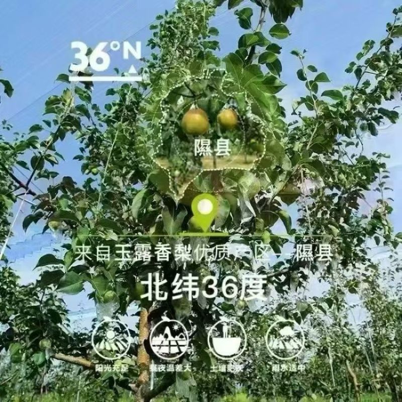 山西隰县玉露香