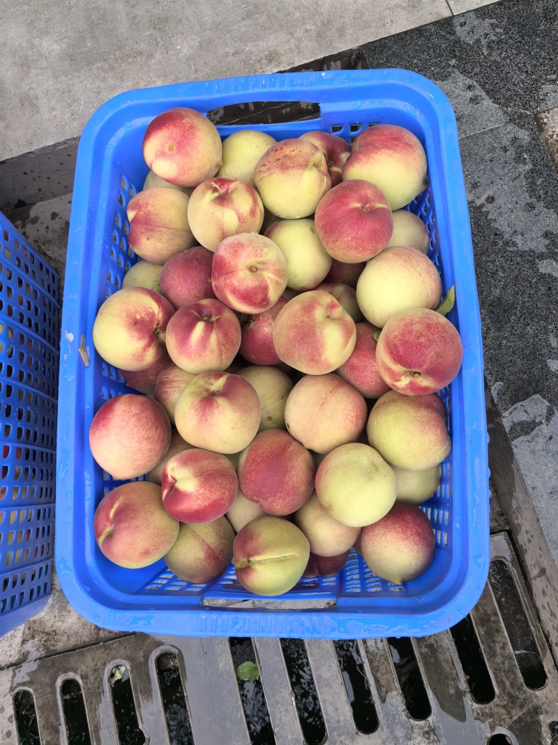 高山冬桃