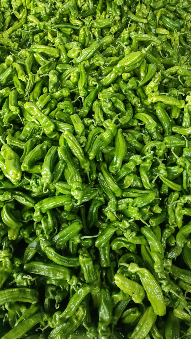 山东临沂费县【芜湖椒苏椒】主产区大量供应