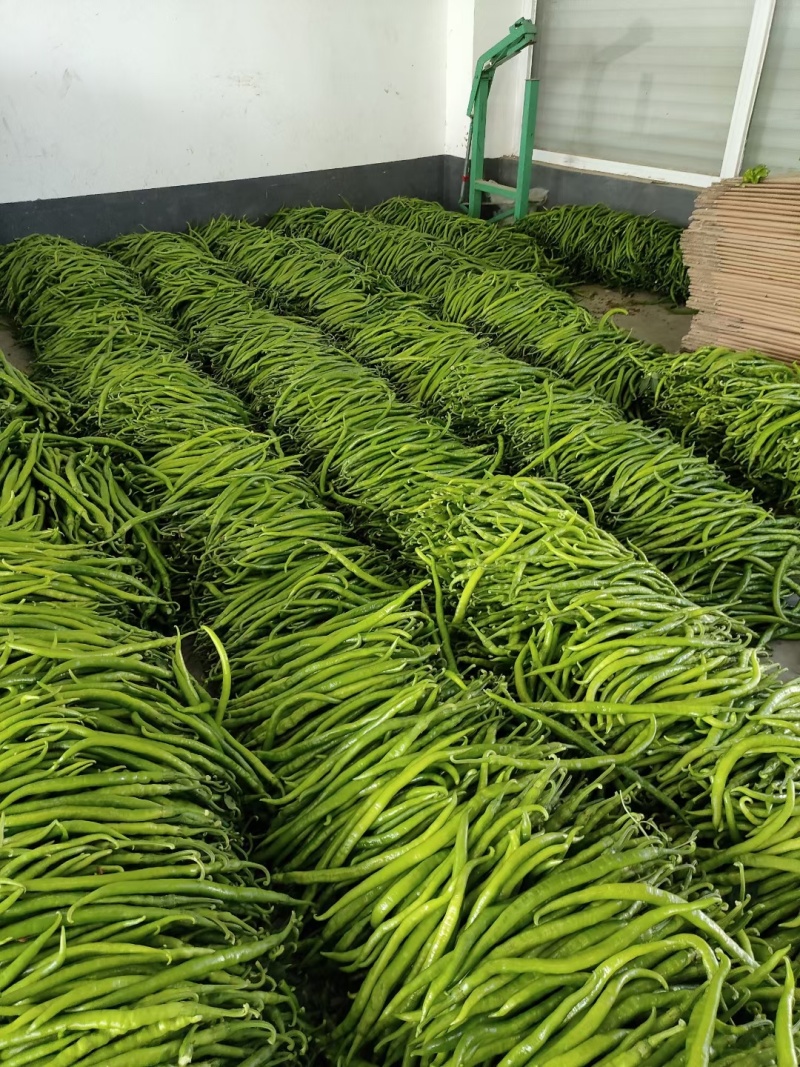 临沂费县【二荆条线椒】主产区大量上市