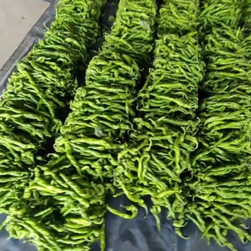 临沂费县【龙椒螺丝椒】大量上市产地直发