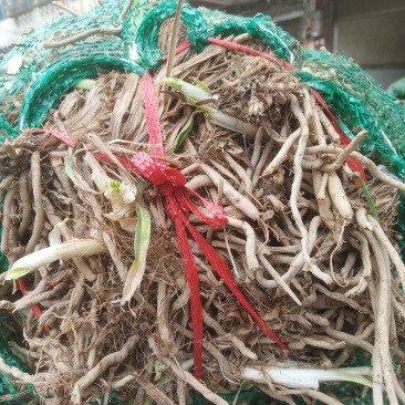 黄花种苗猛子花(一袋1000个苗)