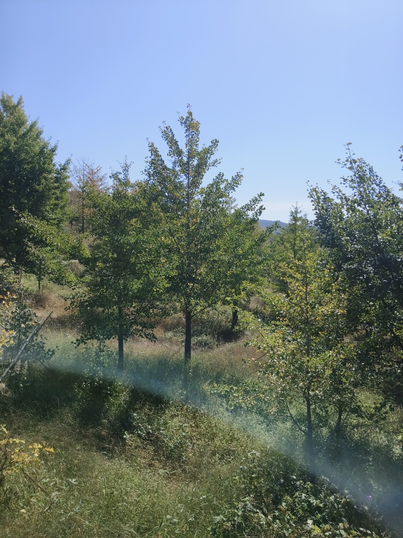 银杏树10-30公分