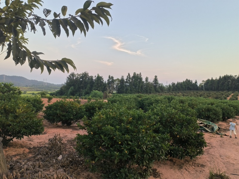 自家种植山栀子，支持视频实地看货