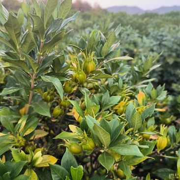 自家种植山栀子，支持视频实地看货