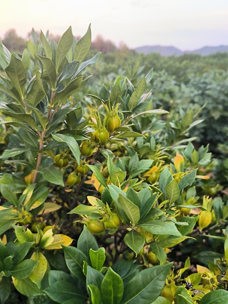 自家种植山栀子，支持视频实地看货