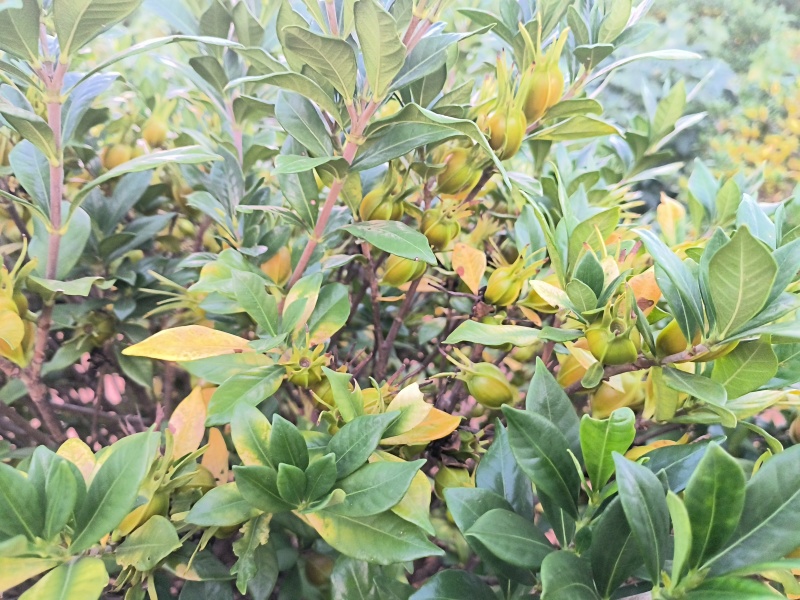 自家种植山栀子，支持视频实地看货