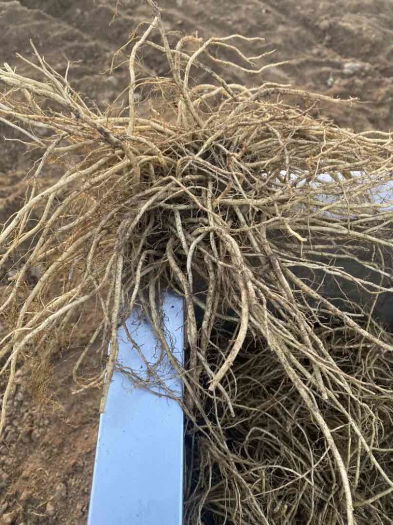 三年大货，水洗干净摆盘货，量大质量好！！！