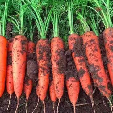 珍品胡萝卜🥕