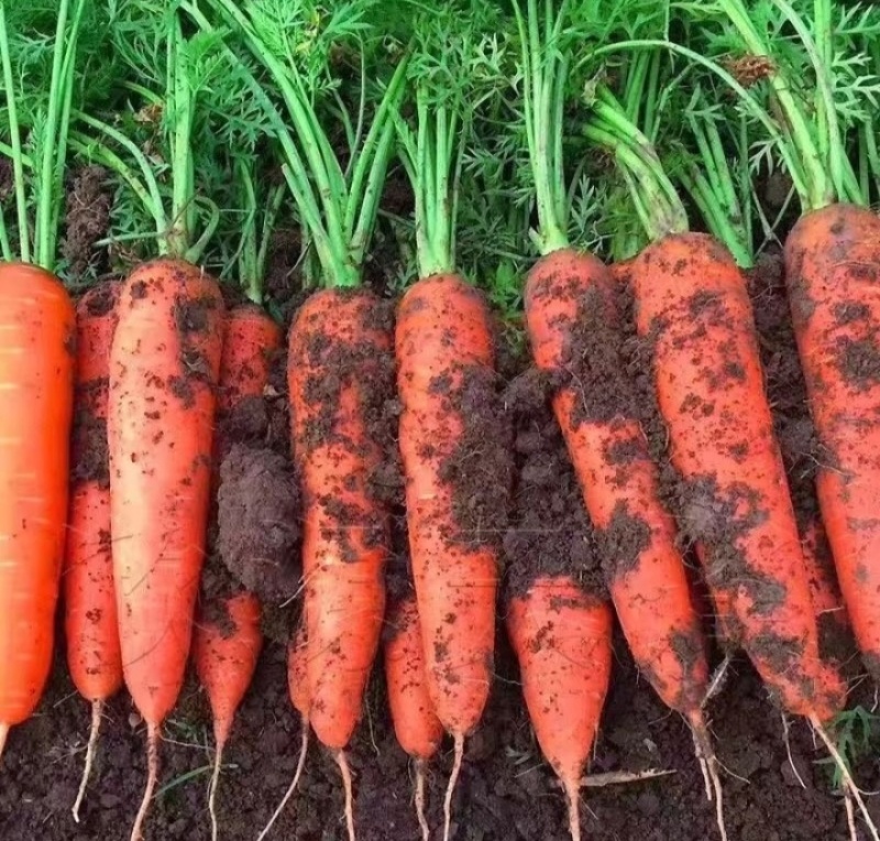 珍品胡萝卜🥕