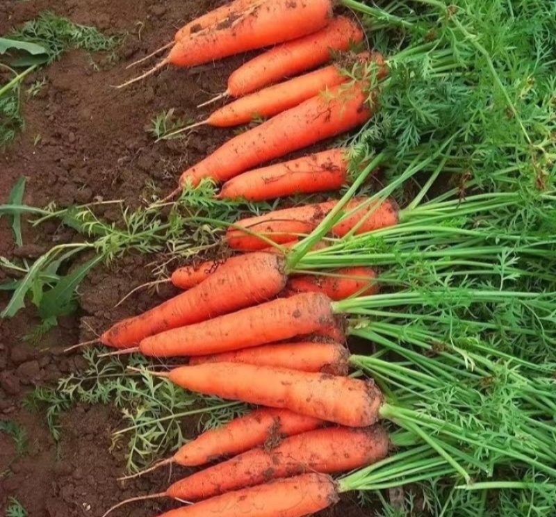 珍品胡萝卜🥕