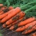 珍品胡萝卜🥕