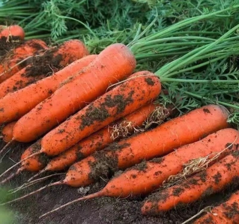 珍品胡萝卜🥕