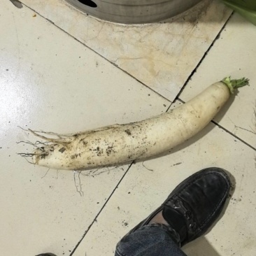 吉林省九台区莽卡乡东哈村，白萝卜