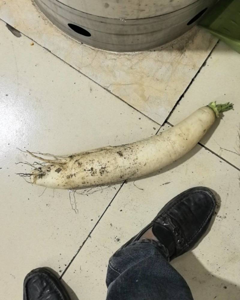 吉林省九台区莽卡乡东哈村，白萝卜