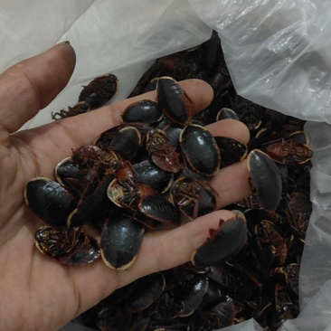 金边土元，干品（已经烘干）