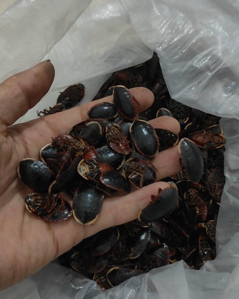 金边土元，干品（已经烘干）