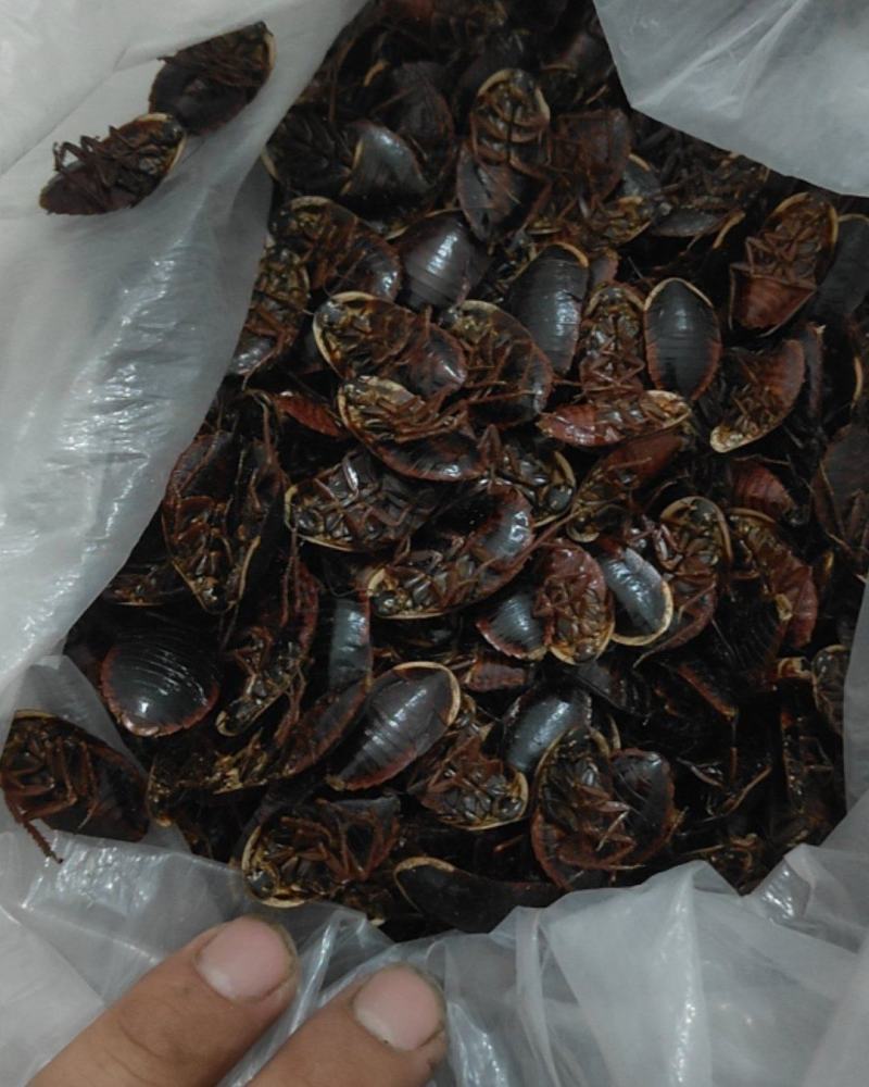 金边土元，干品（已经烘干）