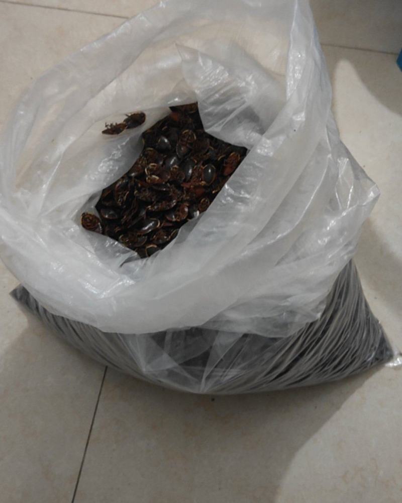 金边土元，干品（已经烘干）