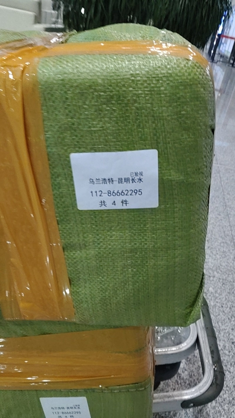 内蒙古黑松露