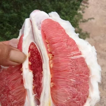 本地套袋三红柚