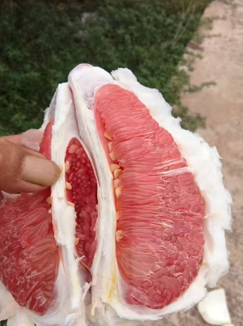 本地套袋三红柚