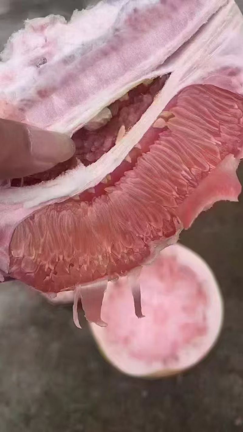 本地套袋三红柚
