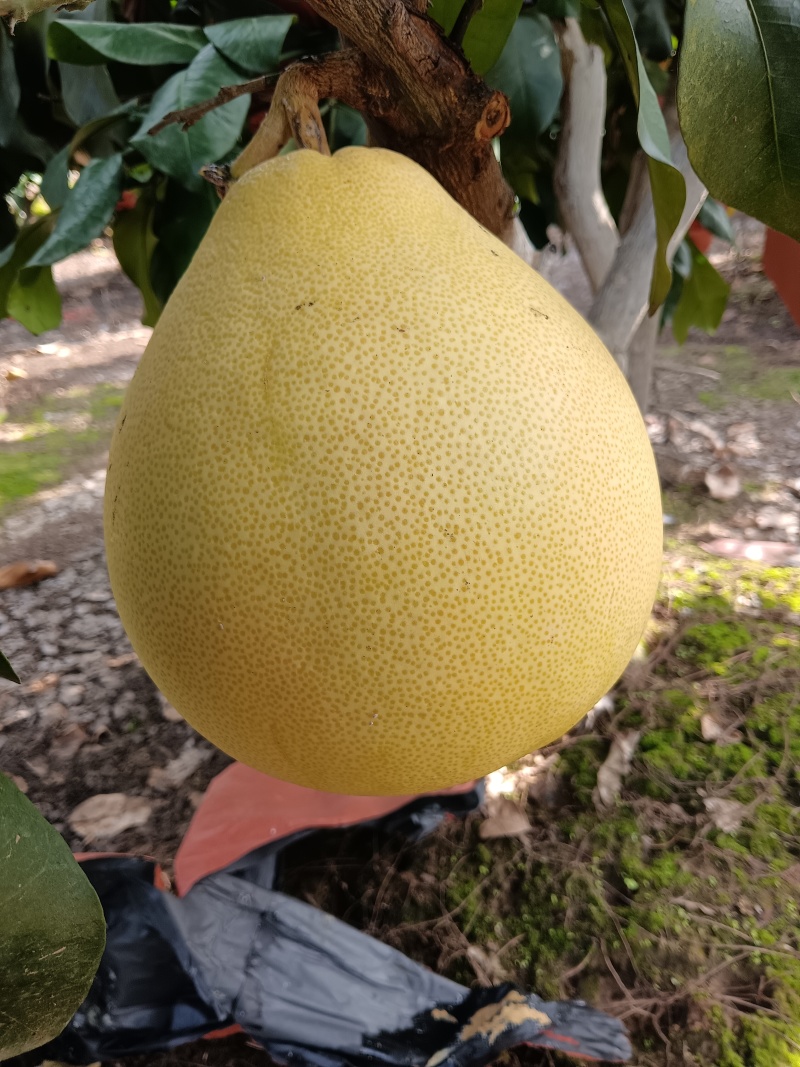 本地套袋三红柚